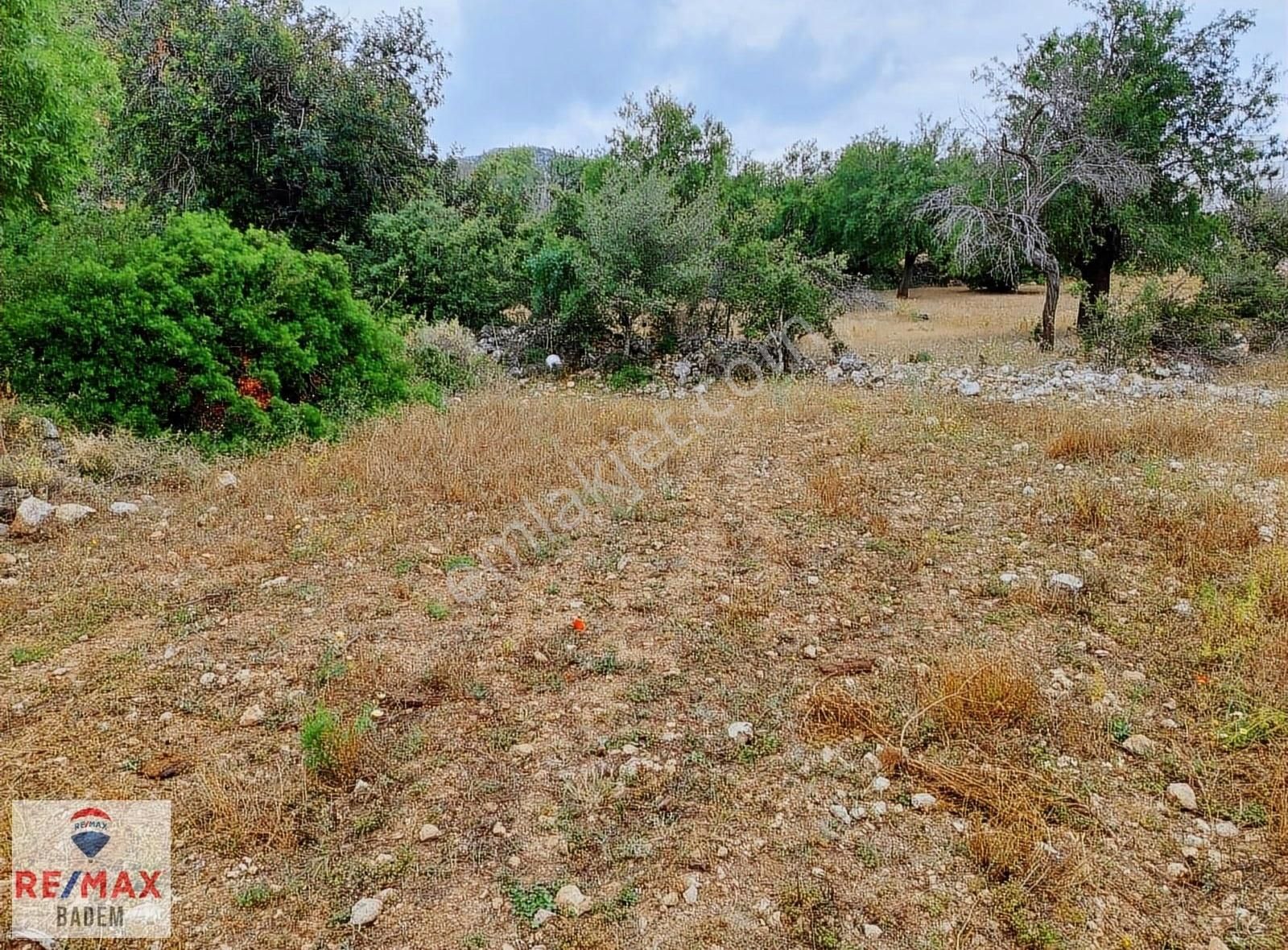 Marmaris Söğüt Satılık Tarla MARMARİS SÖĞÜT MAHALLESİ'NDE SATILIK YOLU OLAN TARLA