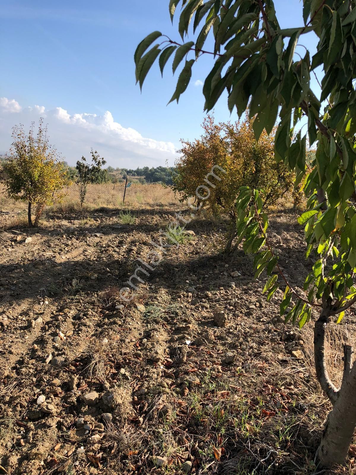 Torbalı Ahmetli Satılık Zeytinlik  STAREMLAKTAN TORBALI AHMETLI KŌYŬ 6090M  SATILIK ARAZI