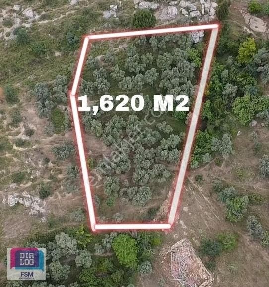 Orhangazi Çakırlı Satılık Zeytinlik ÇAKIR'LIDA 1,620 M2 ZEYTİNLİK