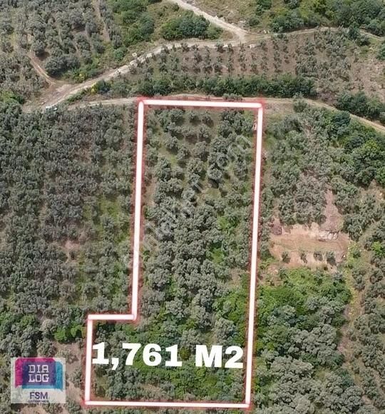 Orhangazi Çakırlı Satılık Zeytinlik ÇAKIRLI MAHALLESİNDE GÖL MANZARALI YOLU OLAN 1,760 M2 ZEYTİNLİK