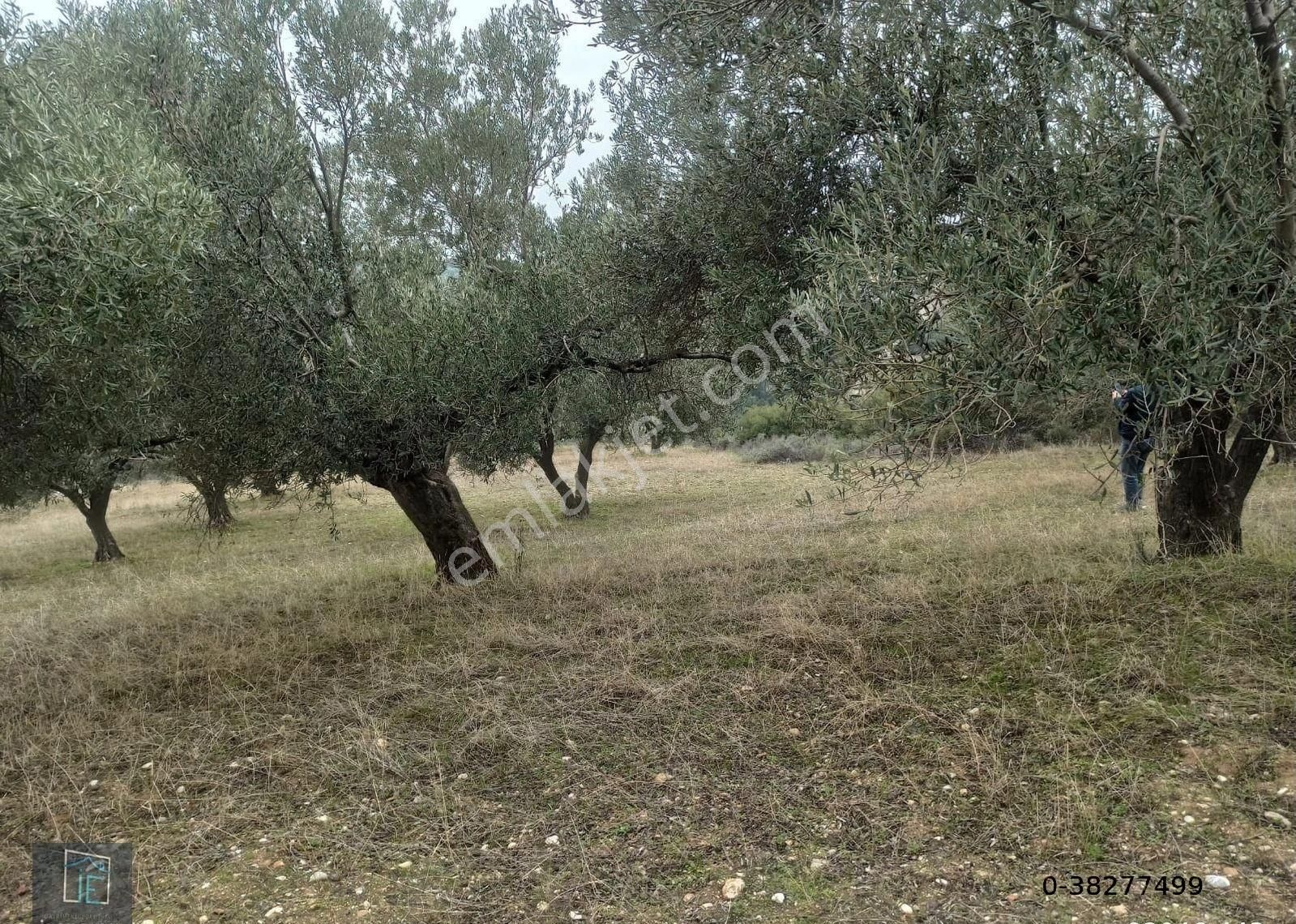 Turgutlu Sinirli Satılık Bağ & Bahçe İnan Emlak'dan Sinirli Köyünde Satılık Zeytin Bahçesi