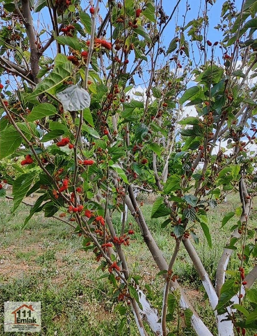 Polatlı Hacıtuğrul Satılık Konut İmarlı Hacıtuğrul Yamanlar kooperatifinde 12 yaşında meyve bahçesi