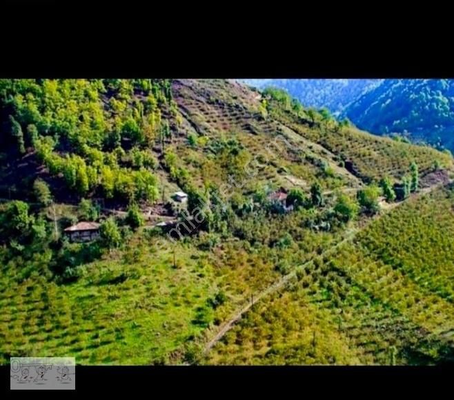 Salıpazarı Gökçebaşı Satılık Bağ & Bahçe SAMSUN GÖKÇEBAŞIN'DA SATILIK FINDIK BAHÇESİ