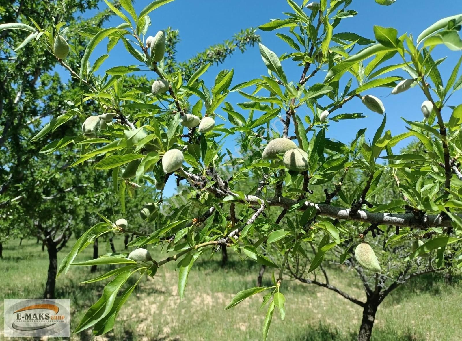 Bala Çiğdemli Satılık Tarla BALA/ÇİĞDEMLİDE/YOLA YAKIN/38.500 m2 TARLA VE BADEM BAHÇESİ