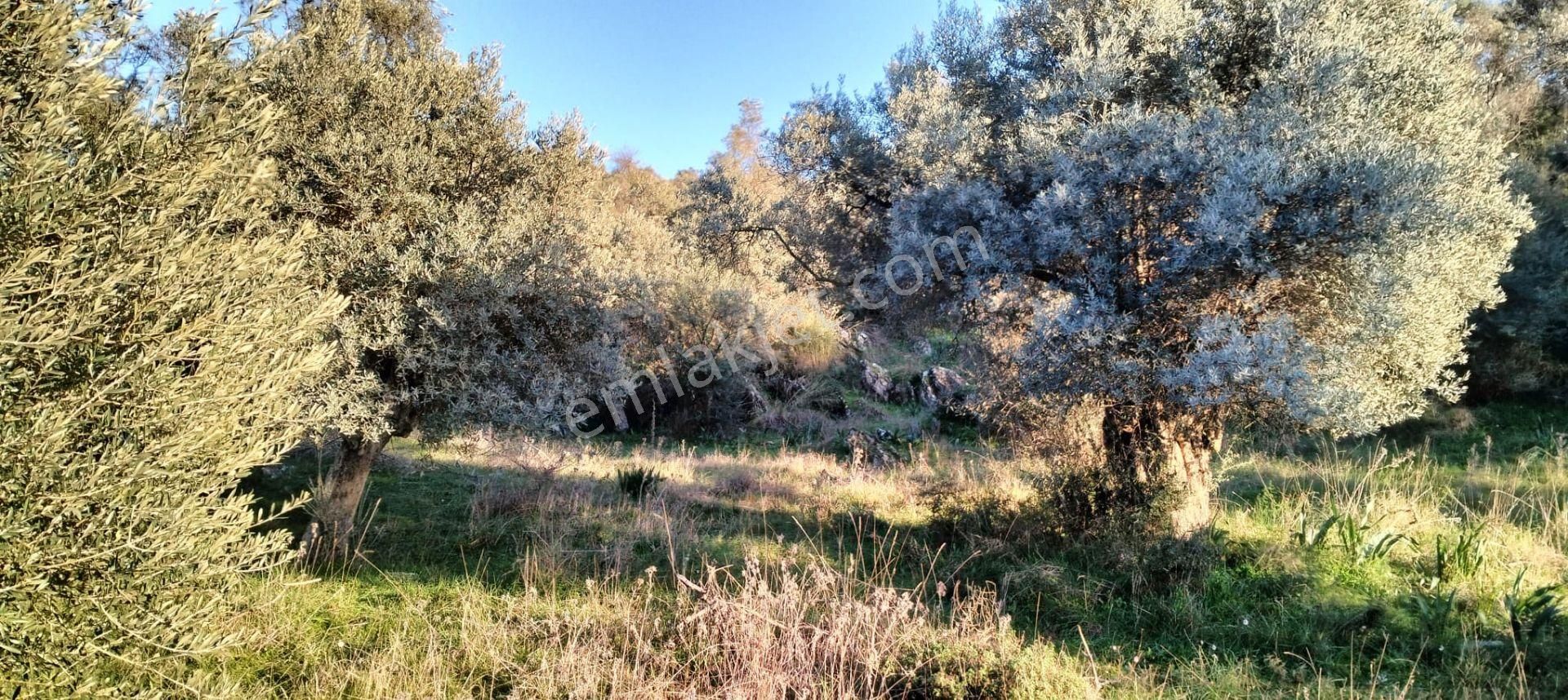 Milas Çomakdağ Kızılağaç Satılık Zeytinlik  Milas ta satılık zeytinlik