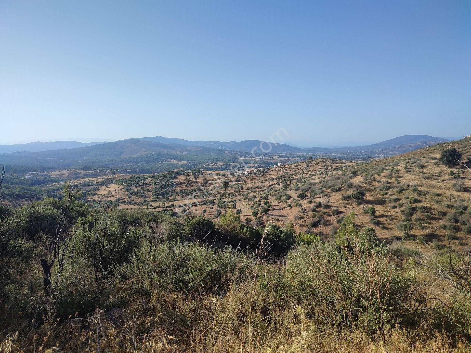 Bodrum Mumcular Satılık Zeytinlik Bodrum'da fırsat arazi imar sınırında 