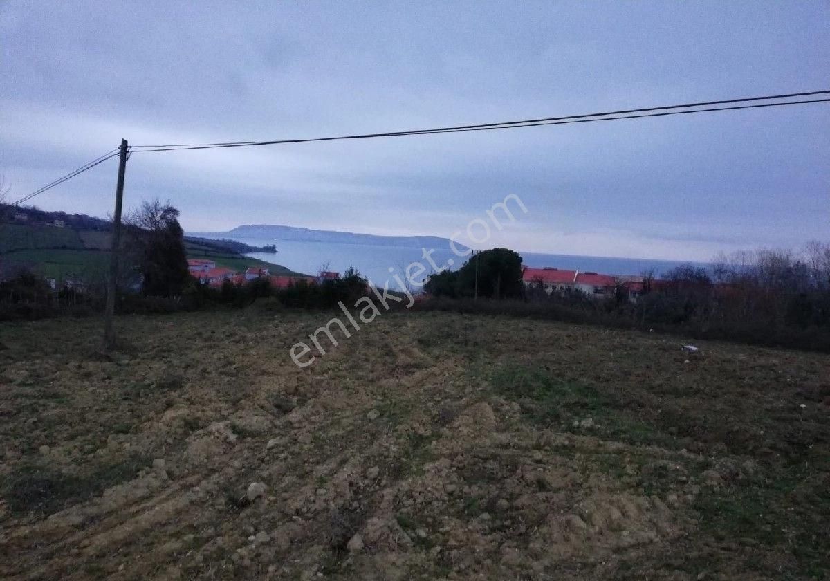 Sinop Merkez Demirci Köyü (Merkez) Satılık Tarla Sinop Çiftlik Köyün de Deniz Manzaralı Yola Cepheli Atalay Emlaktan Satılık Tarla