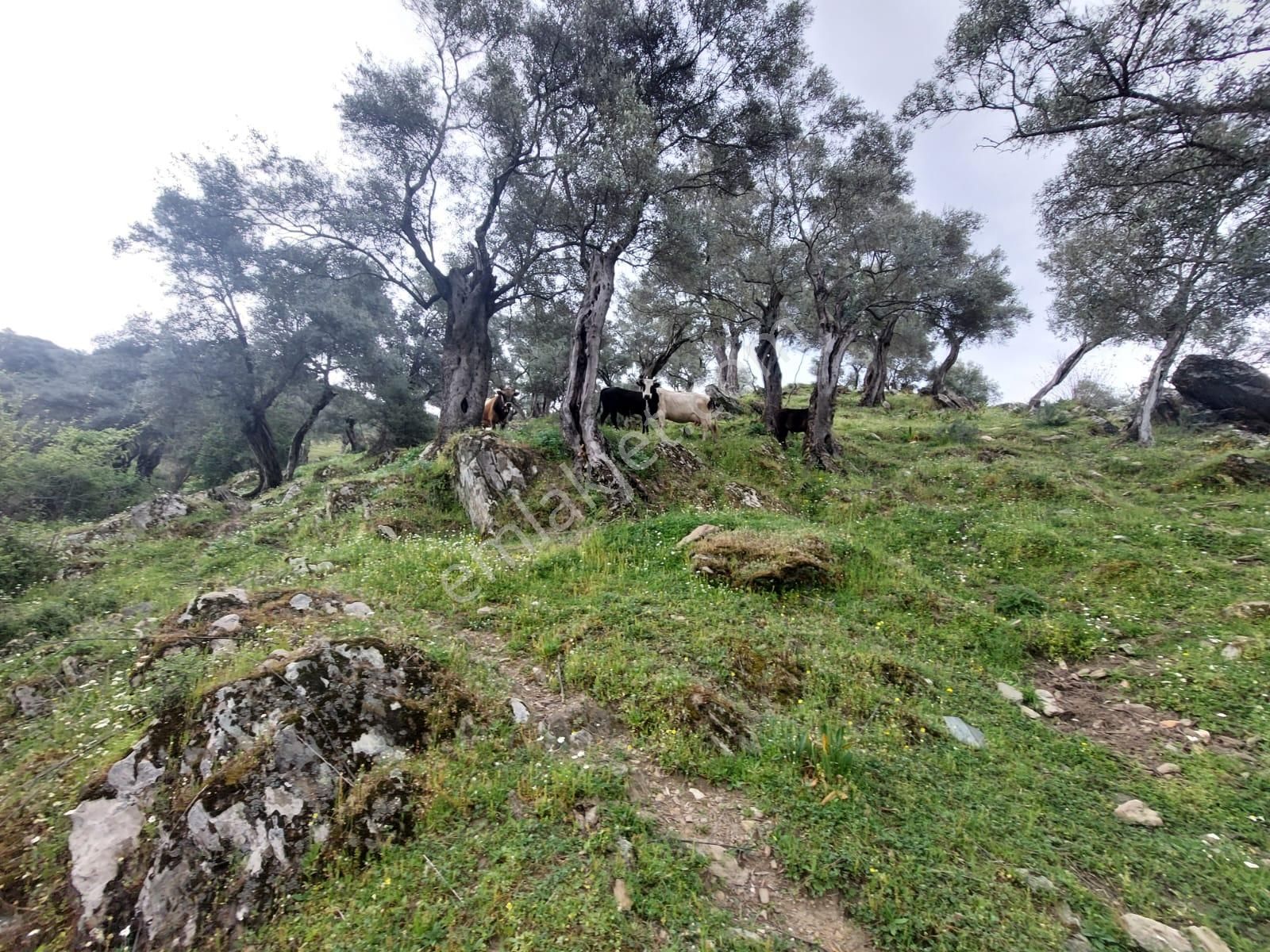 Milas Çomakdağ Kızılağaç Satılık Zeytinlik  Milasta satılık zeytinlik arazi