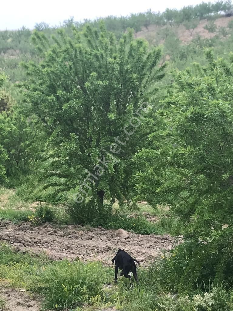 Köprübaşı Yabacı Satılık Bağ & Bahçe Manisa koprubasinda satilik ciftlik