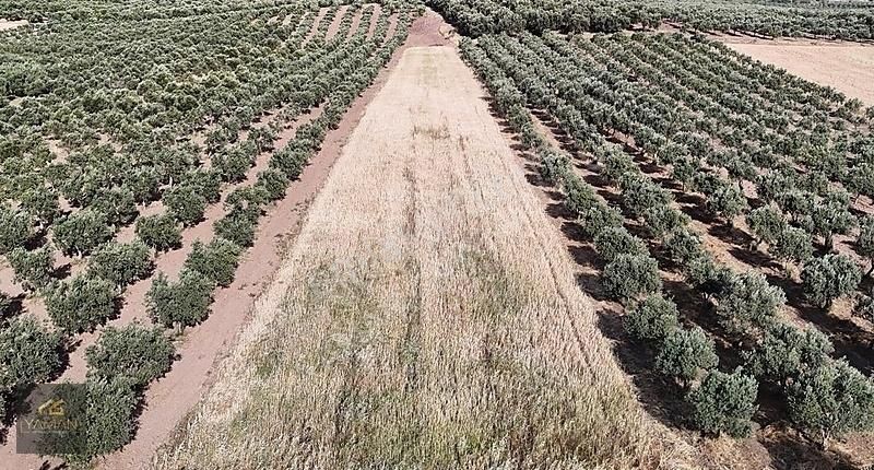 Akhisar Kayalıoğlu Satılık Tarla Kayalıoğlu Mah.2787 M² İmarın Dibinde Satılık Tarla