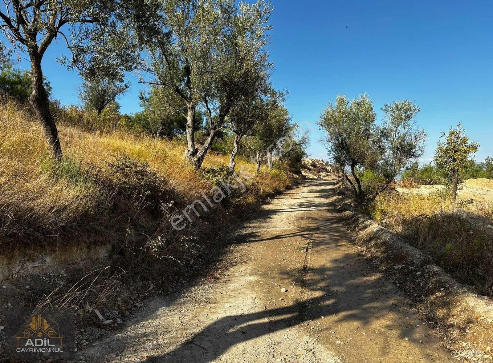 Soma Darkale Satılık Zeytinlik Adil Gayrimenkul'den Darkalede Satılık Zeytinlik