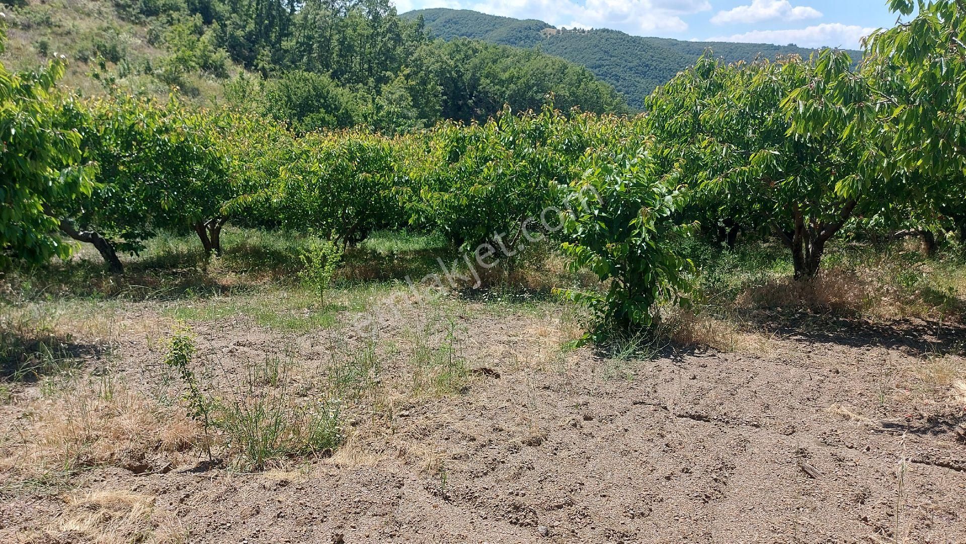 Turgutlu Dağyeniköy Satılık Tarla SİNAN EMLAK'TAN TURGUTLU ÇAYIRALAN MAHALLESİNDE 2600 M2 BAHÇE