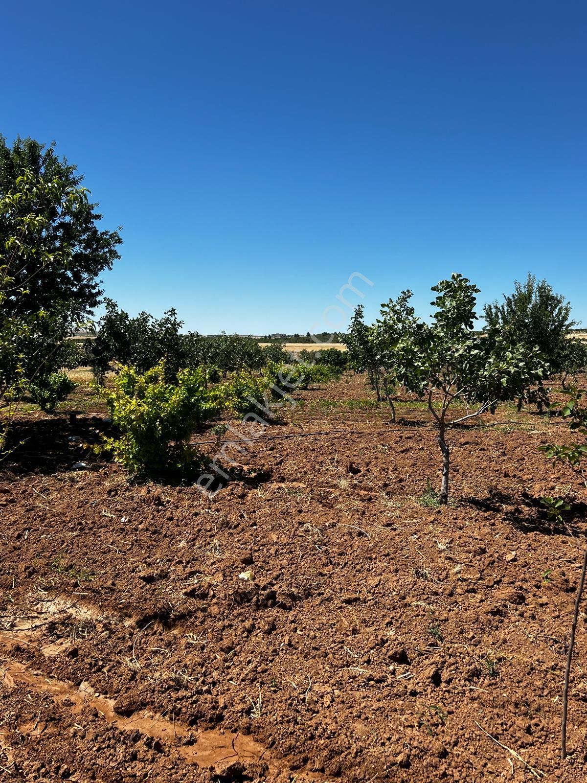 Karaköprü Büyük Akziyaret Satılık Tarla NF EMLAK'TAN KARAKÖPRÜ AKZİYARET' DE SATILIK 8300 M² DÖNÜM 