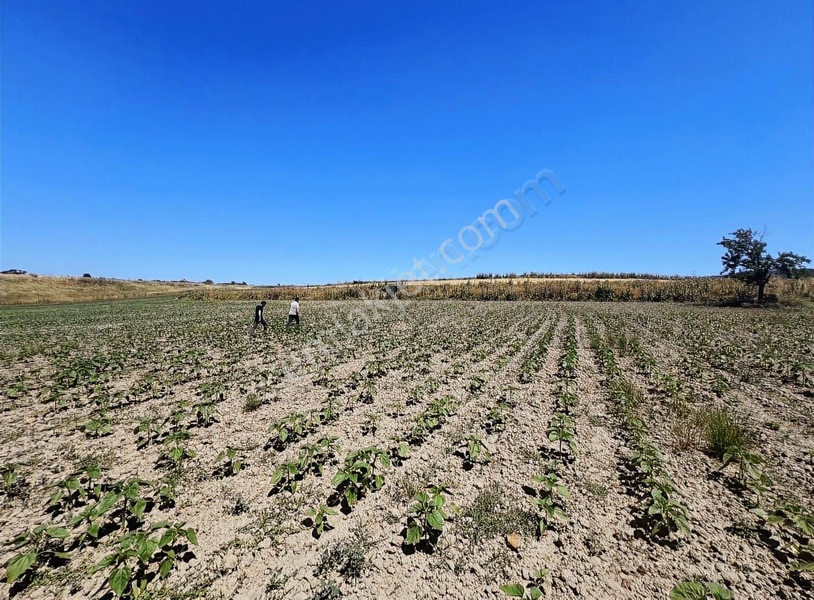 362 M2 Bu Fiyata Başka Yerde Yok Göle Yakın Yeri Belli - Görsel 2