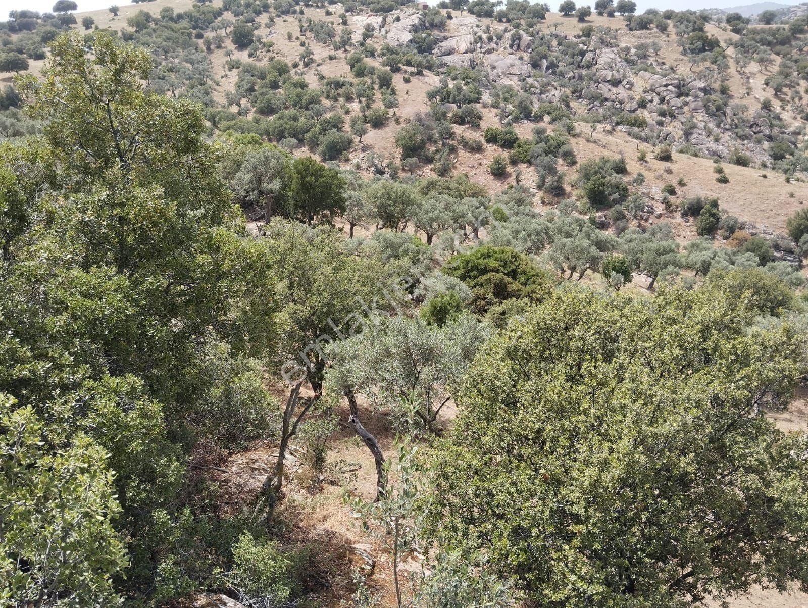 Söke Karacahayıt Satılık Bağ & Bahçe Seo’dan Karacahayıtta Satılık Zeytinlik