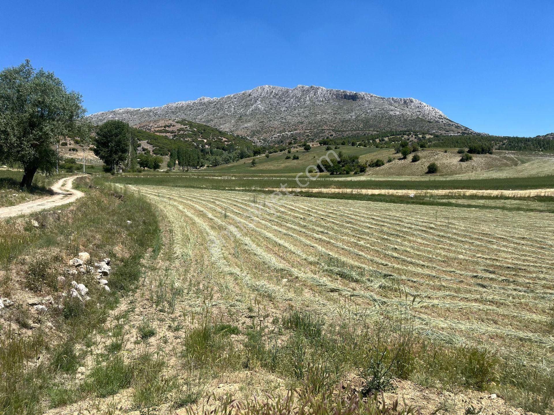 Burdur Merkez Çine Köyü Satılık Tarla  BURDUR ÇİNE KÖYÜ SATILIK TARLA 7431M2