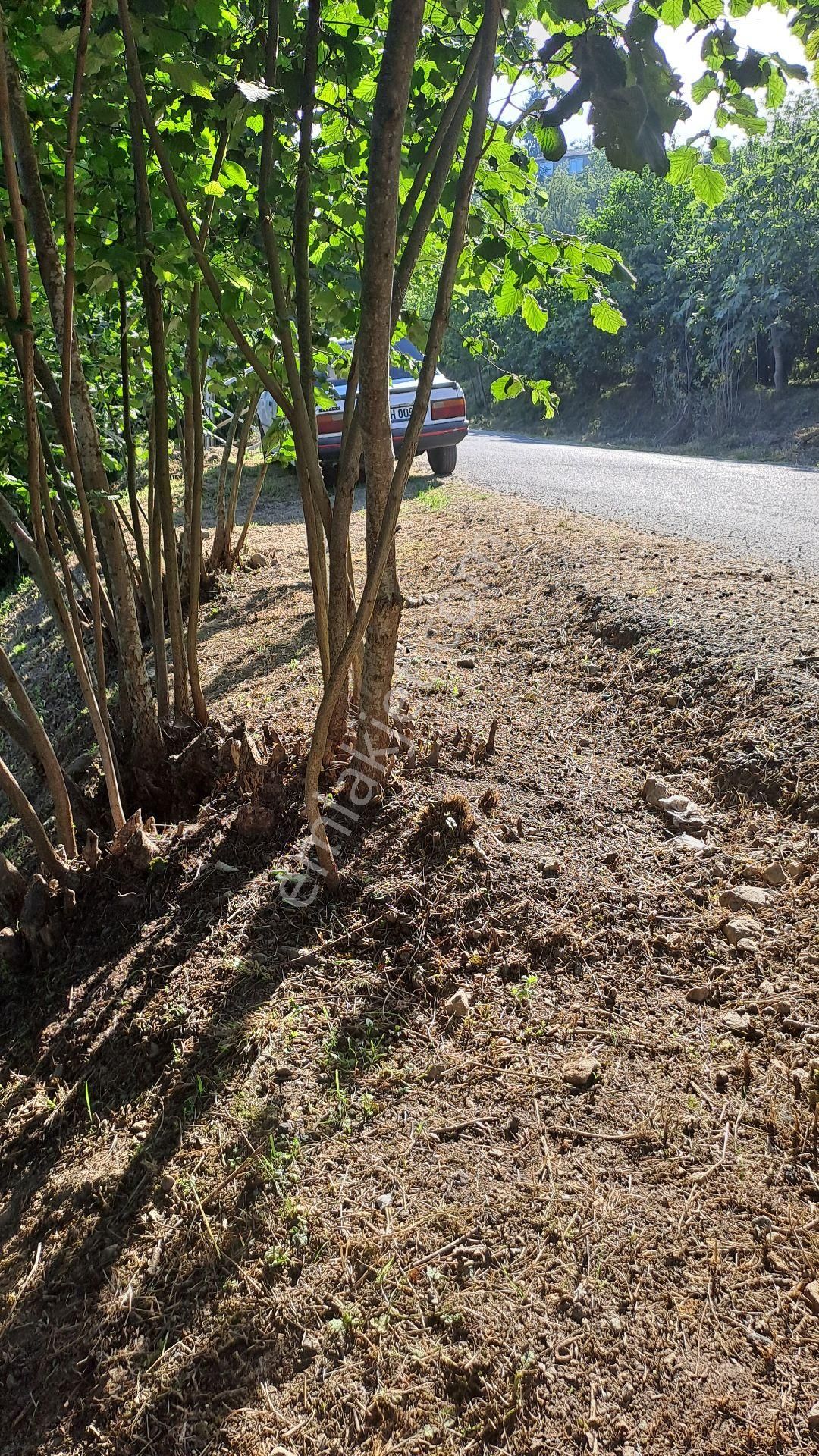 Giresun Merkez Boztekke Köyü (Camiyanı) Satılık Bağ & Bahçe KADIOĞLU GAYRİMENKUL GİRESUN BOZTEKKE KÖYÜ 1500M2,ANA YOL KENARI SATILIK BAHÇE 