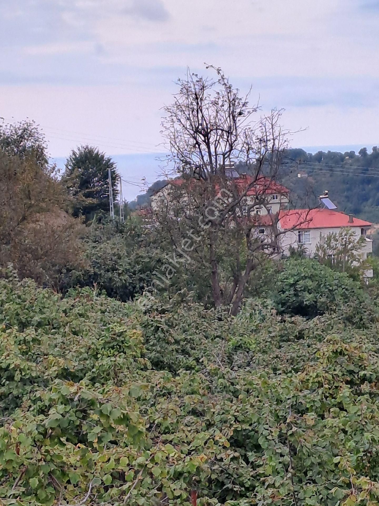 Giresun Merkez Boztekke Köyü (Camiyanı) Satılık Bağ & Bahçe Kadıoğlu Emlak Giresun Boztekke Köyü 1500m2,ana Yol Kenarı Satılık Bahçe