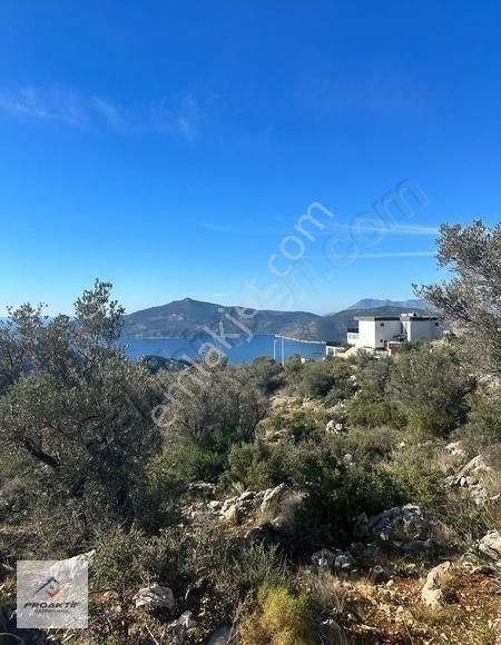 Kaş Boğazcık Satılık Tarla Antalya Kaş İlçesi Zeytinlik