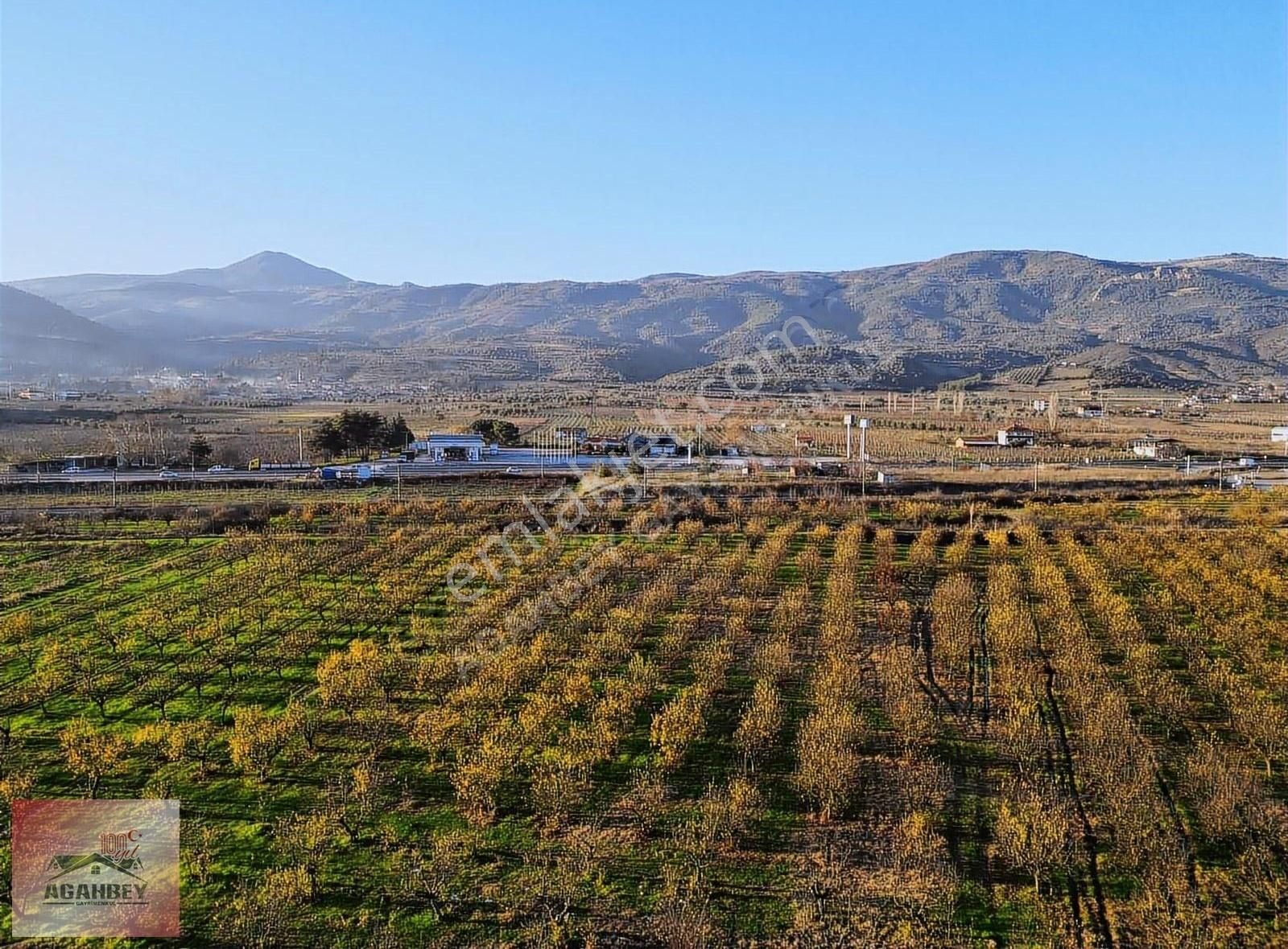 Pamukova İsabalı Satılık Tarla OTOBAN YOLA 200 METRE MESAFEDE YETİŞKİN BAKIMLI AYVALIK