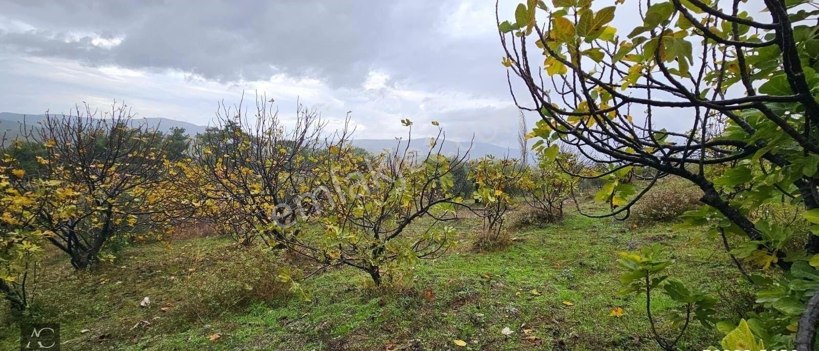 Kuşadası Kirazlı Satılık Tarla KUŞADASI-KIRAZLI KOYUNDE YATIRIMLIK 2.000 M2 FIRSAT BAHÇE (TAKASA AÇIK)