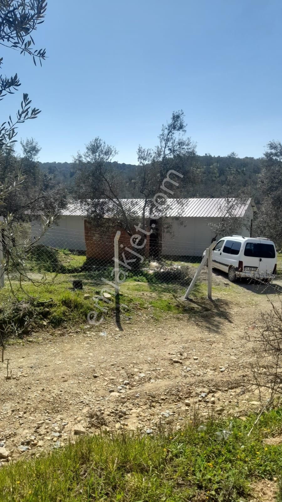 Burhaniye Şarköy'de Satılık Zeytinlik - Görsel 9