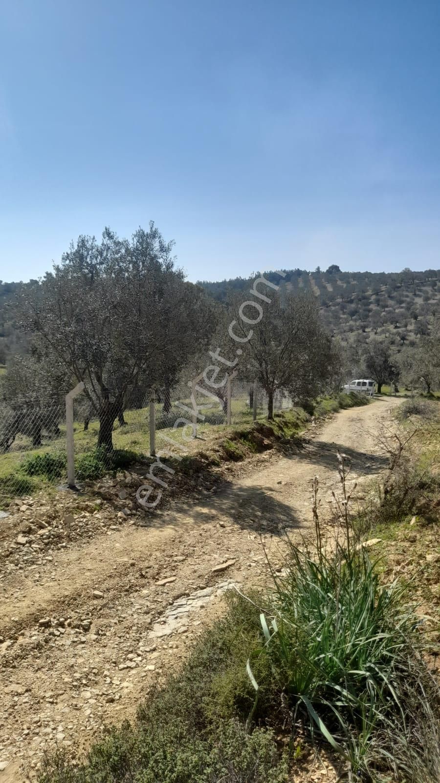 Burhaniye Şarköy'de Satılık Zeytinlik - Görsel 27