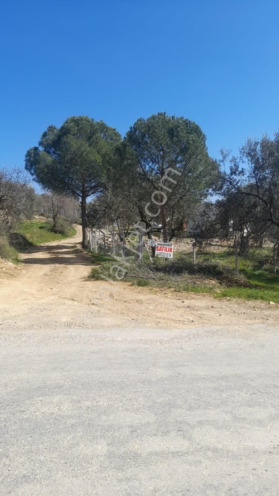 Burhaniye Şarköy'de Satılık Zeytinlik - Görsel 19