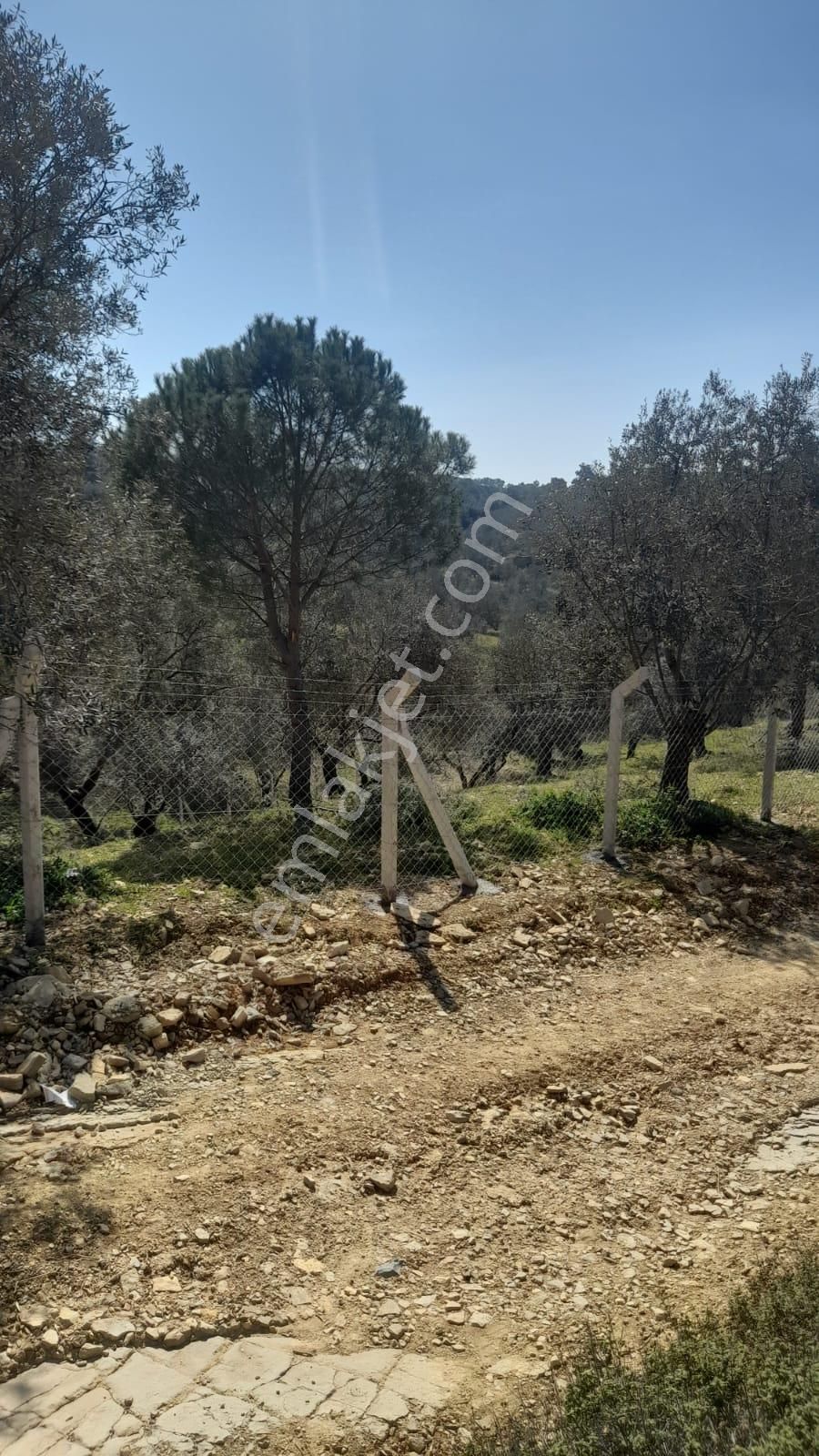 Burhaniye Şarköy'de Satılık Zeytinlik - Görsel 26