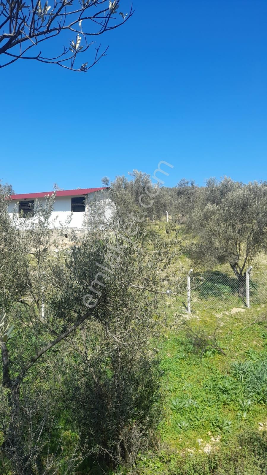Burhaniye Şarköy'de Satılık Zeytinlik - Görsel 14