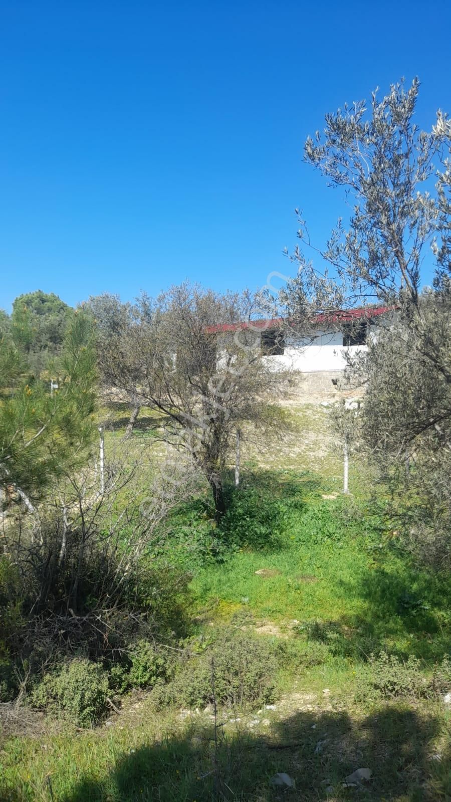 Burhaniye Şarköy'de Satılık Zeytinlik - Görsel 17