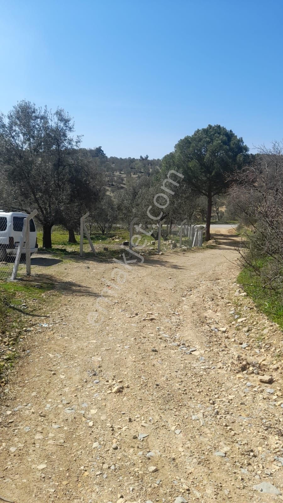 Burhaniye Şarköy'de Satılık Zeytinlik - Görsel 5