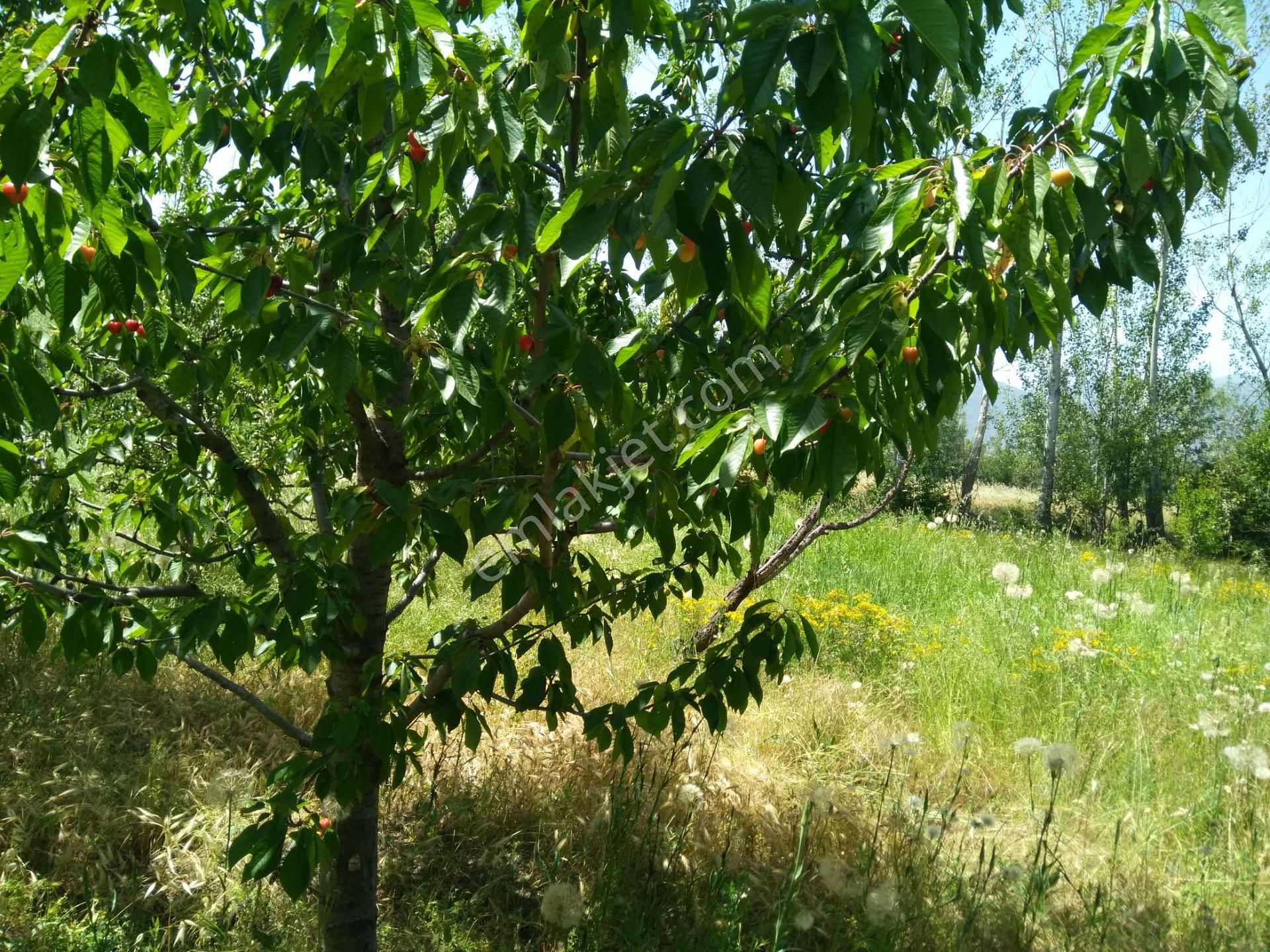 Akşehir Demirhan Emlaktan Satılık Bahçe - Görsel 5