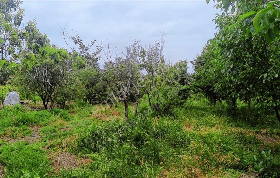 Elazığ Merkez Yurtbaşı Bld. (Cumhuriyet) Satılık Tarla *nova* Yurtbaşı' Da Satılık Bahçe