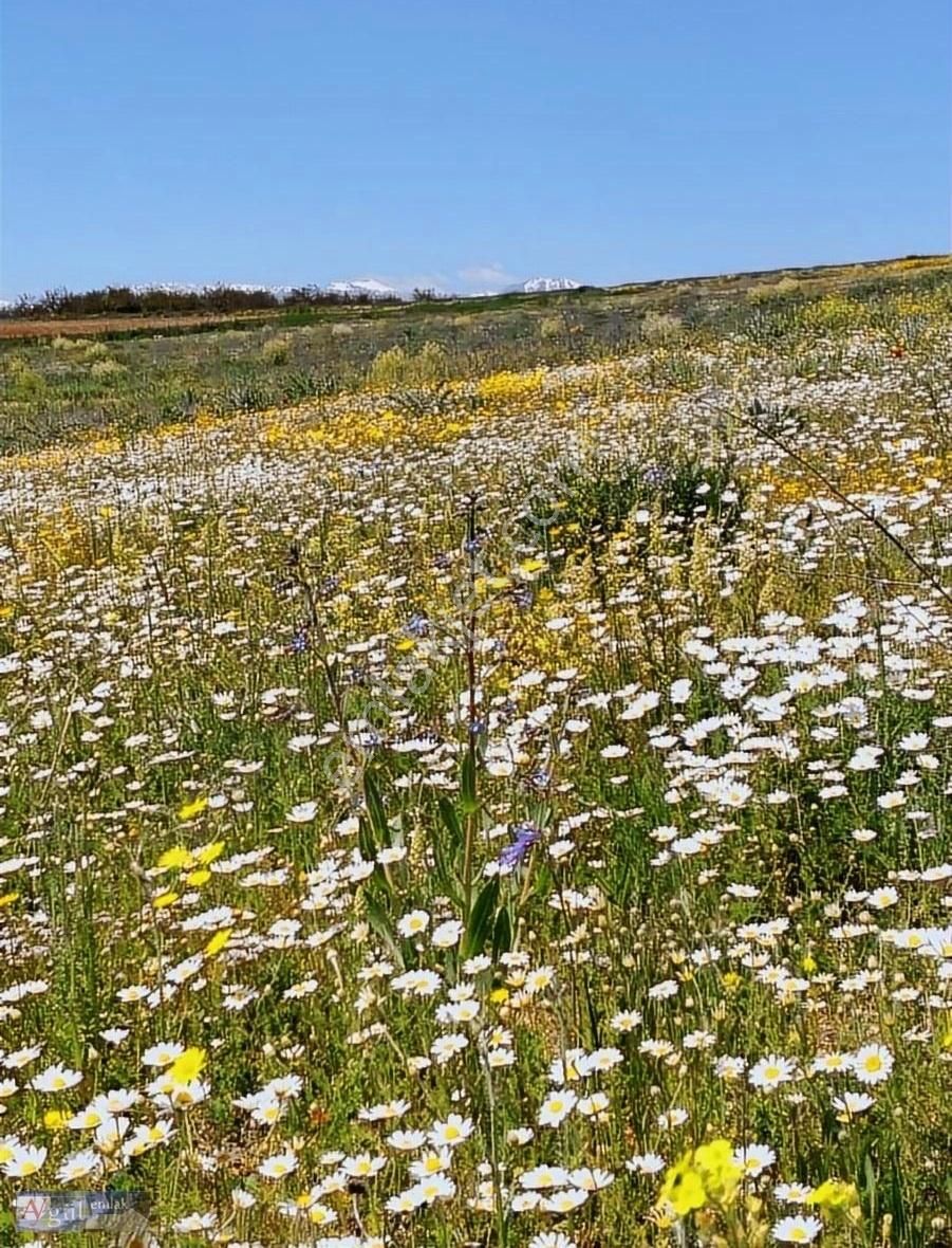 Yeşilyurt Kuyulu Satılık Tarla Aygül Emlak Tan Kuyulu,da Satılık 15000 M2 Boş Tarla