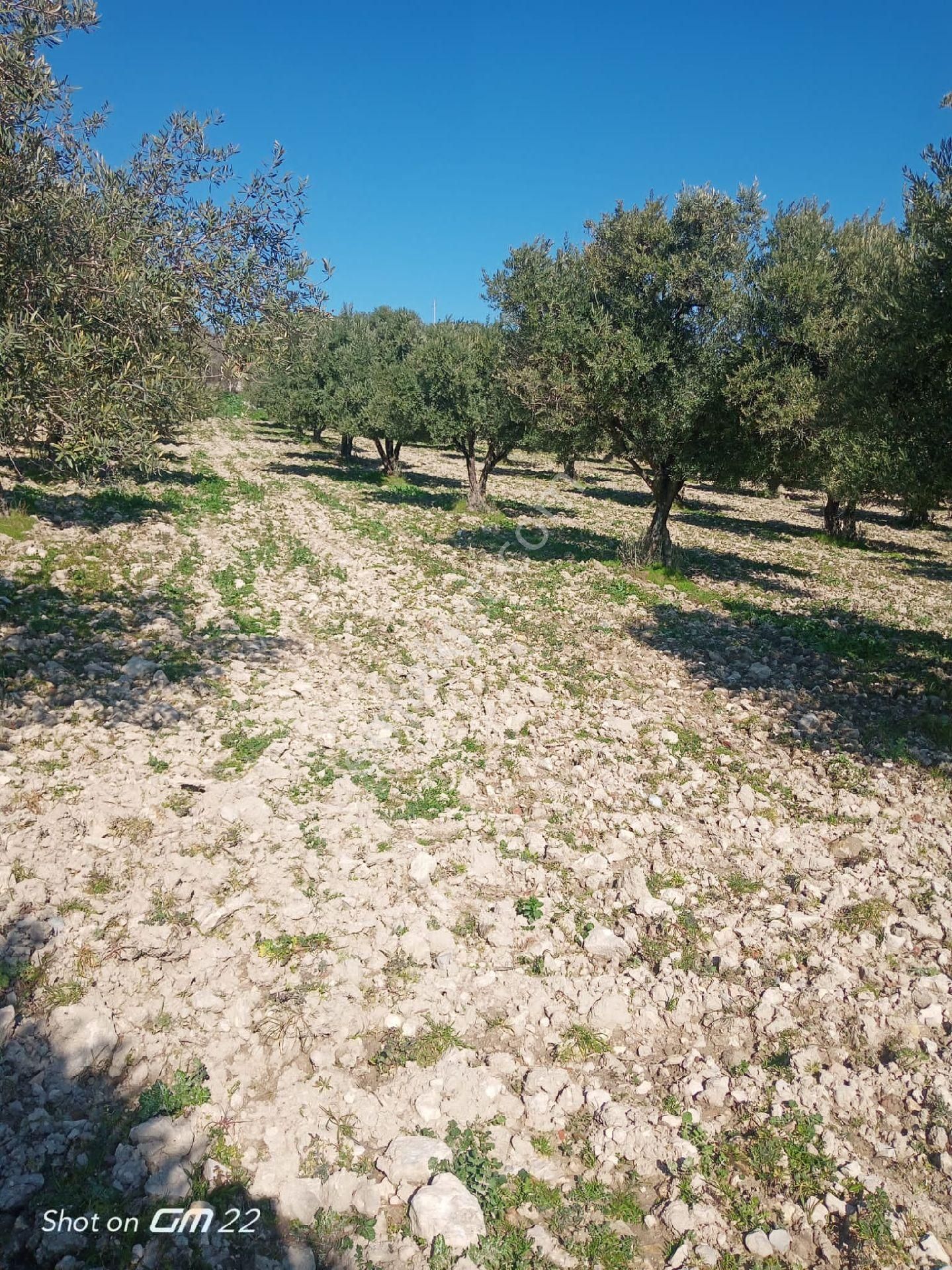 Manisa Saruhanlı Sarıçam Mah.satılık Villa İmarlı Arsa - Görsel 9