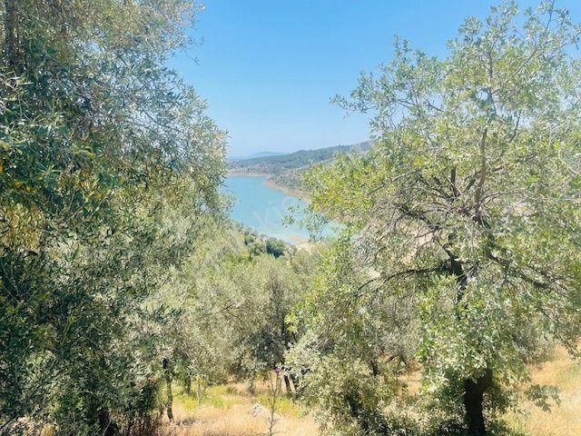 001-baraj Ve Deniz Manzaralı Zeytinlik - Görsel 30