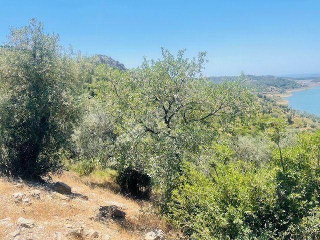 001-baraj Ve Deniz Manzaralı Zeytinlik - Görsel 3
