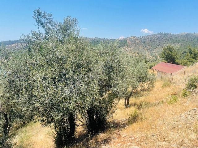 001-baraj Ve Deniz Manzaralı Zeytinlik - Görsel 2