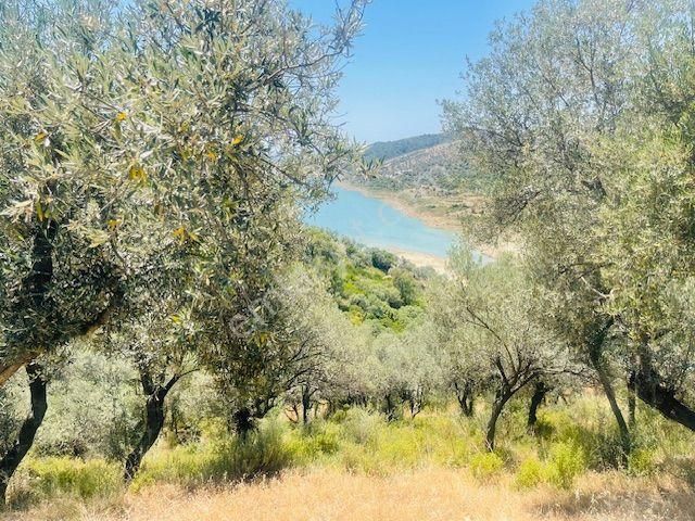 001-baraj Ve Deniz Manzaralı Zeytinlik - Görsel 24