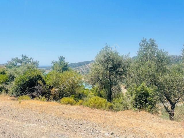001-baraj Ve Deniz Manzaralı Zeytinlik - Görsel 16