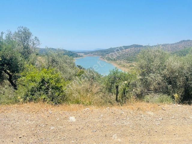 001-baraj Ve Deniz Manzaralı Zeytinlik - Görsel 4