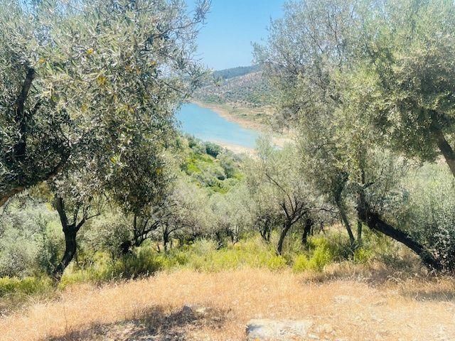 001-baraj Ve Deniz Manzaralı Zeytinlik - Görsel 5