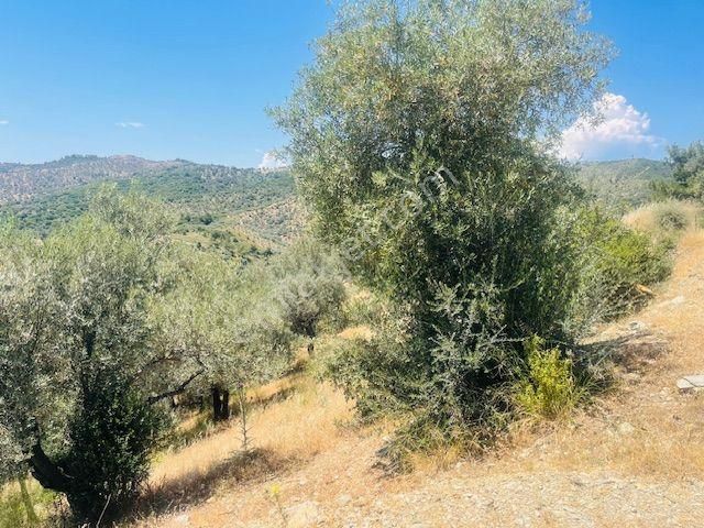 001-baraj Ve Deniz Manzaralı Zeytinlik - Görsel 29