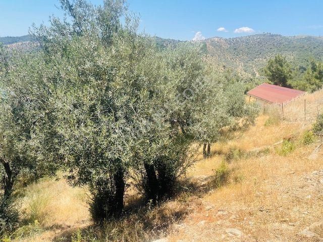 001-baraj Ve Deniz Manzaralı Zeytinlik - Görsel 32