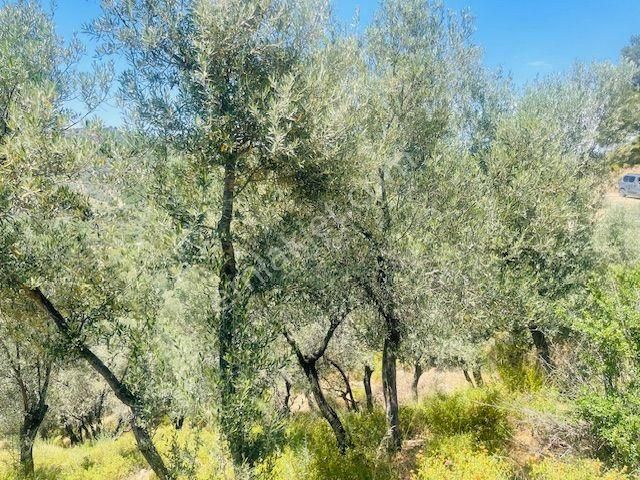 001-baraj Ve Deniz Manzaralı Zeytinlik - Görsel 15