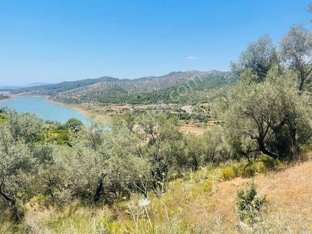 001-baraj Ve Deniz Manzaralı Zeytinlik - Görsel 21