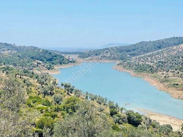 001-baraj Ve Deniz Manzaralı Zeytinlik - Görsel 26