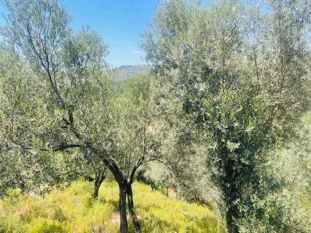 001-baraj Ve Deniz Manzaralı Zeytinlik - Görsel 10