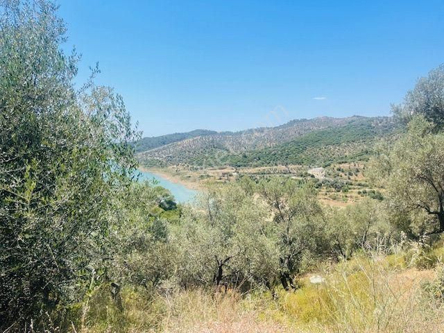 001-baraj Ve Deniz Manzaralı Zeytinlik - Görsel 7